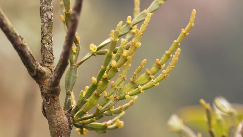 Cây Tầm gửi cây dẻ. Korthalsella japonica - Cây Thuốc Nam Quanh Ta